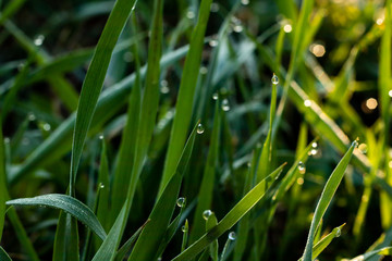 Green grass at sunrise with dew drops