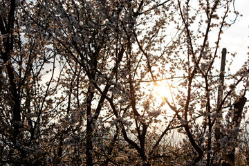 Fruit trees blooming in white in early spring in the garden on a sunny day.