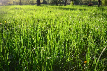 field with fresh green grass in the sunset light