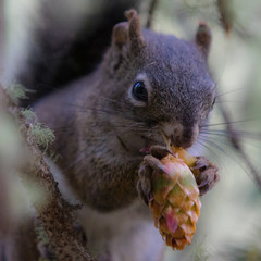 Douglas Squirrel