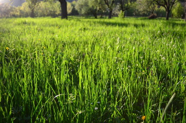 field with fresh green grass in the sunset light