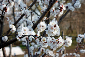 White flowers blooming fruit trees in spring close-up with blurred background