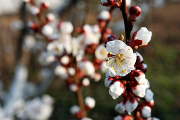 White flowers blooming fruit trees in spring close-up with blurred background