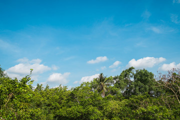 Blue sky and white clouds over lush green forest in Sri Nakhon Khuan Khan Park and botanical garden. Bang Krachao, Samut Prakan, Thailand.