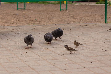city birds are waiting for food to be thrown to them
