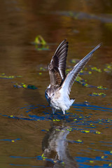 Cute little water bird. Colorful nature background. Bird: Little Stint. Calidris minuta.