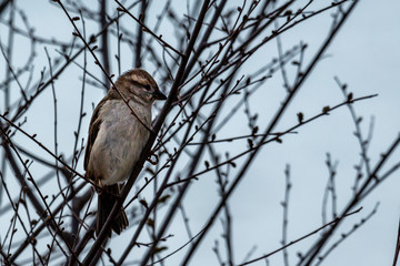 Sparrow in a shrub