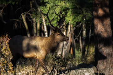 Elk in Shadows