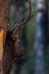 Elk Pondering