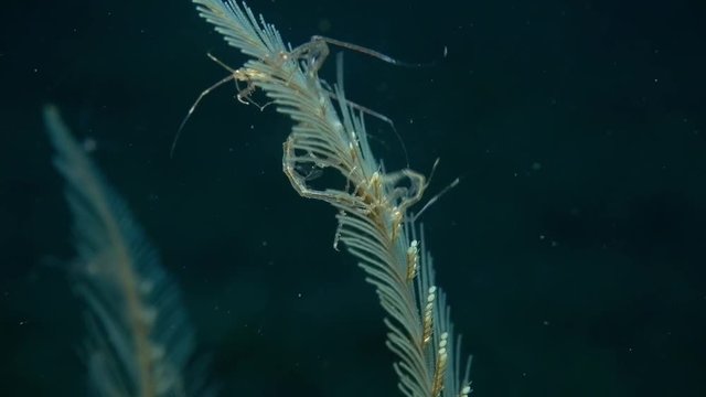 Skeleton shrimps and nudibranch Doto live together - symbiosis. Underwater video. Tulamben, Bali, Indonesia.