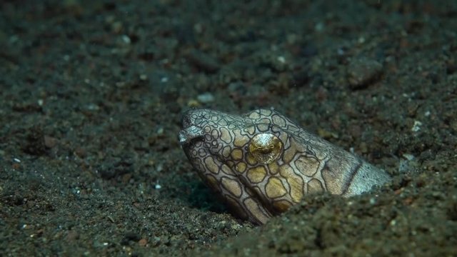 Napoleon Snake Eel - Ophichthus bonaparti. Underwater video. Tulamben, Bali, Indonesia.