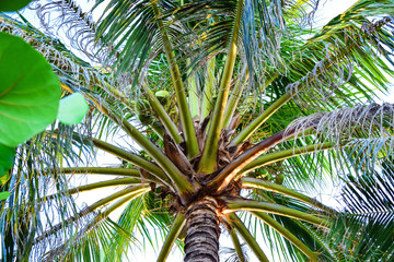 Obraz na płótnie Canvas Amazing green palm with big leaves and coconut in tropics