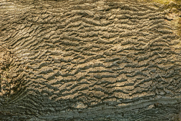 Texture of the old oak tree in the deep forest.