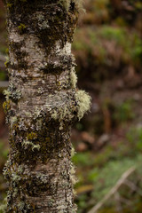 Moss on tree in forest on background,close up