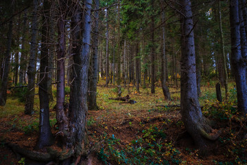 Fototapeta premium Wlderness landscape forest with spruces