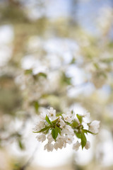 beautiful  blossom flowers on background,close up