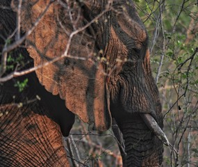 African elephant