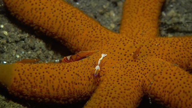 Zenopontonia rex (Periclimenes imperator) - Emperor shrimp hanting, riding a starfish. Underwater video. Tulamben, Bali, Indonesia.