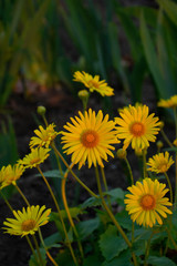 dandelions in green grass