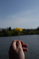 dandelion in a hand