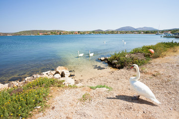 Bilice, Sibenik-Knin, Croatia - A swan cob waiting for its family at the beach