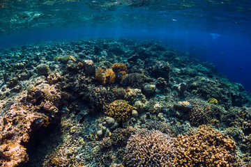 Naklejka na ściany i meble Corals and tropical fish in underwater blue ocean