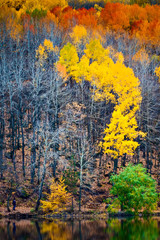 Autumn trees. Autumn and fall of the leaves. Karagol Cubuk Ankara Turkiye.