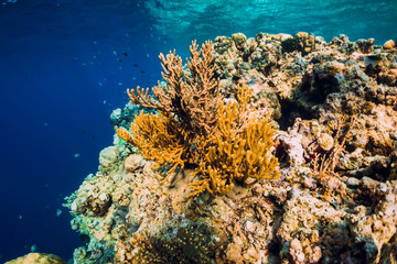 Fototapeta na wymiar Corals and tropical fish in underwater blue ocean