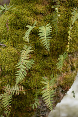 green Fern  leaves  on background,close up