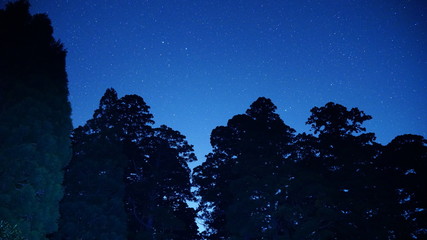 森から望む星空