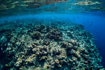 Corals and tropical fish in underwater blue ocean