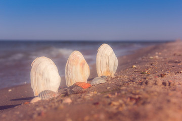Fototapeta na wymiar three seashells in the sand
