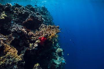 Underwater view with rocks and corals in blue ocean. Menjangan island, Bali