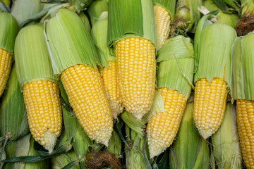Fresh ripe corn in the market