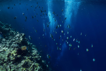 Underwater wildlife with school tuna fish in ocean at reef
