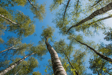 Birches tree against the blue sky