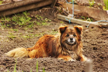 Beautiful red dog lying on the ground and looking at the camera