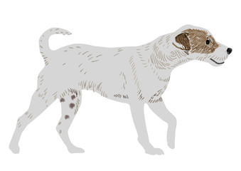 Fototapeta premium Jack Russell