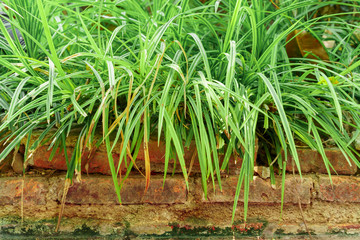 Obraz premium Long grass on the bricks
