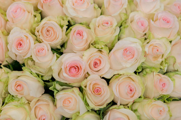 Beige roses background. White roses horizontal seamless pattern. White roses arrangement