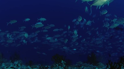 A huge school of Jacks. Big eye Trevally Jack, (Caranx sexfasciatus) Forming a polarized school, bait ball or tornado,Maldives, Indian Ocean, slow motion