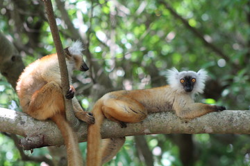  dzhungli madagaskara 19/5000 Madagascar jungle