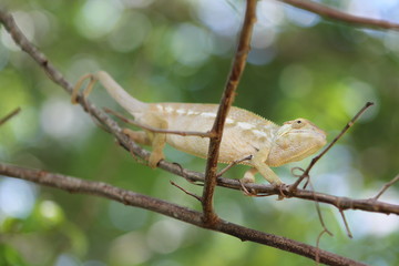 lizard on a branch