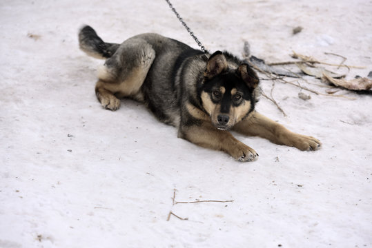  The Dog Is Lying On The Snow With A Tight Leash