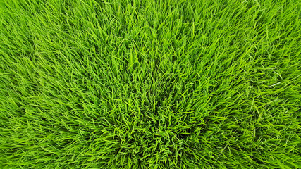 Rice field green grass and dew in the morning time and fresh air background, textures and wallpaper in the top view