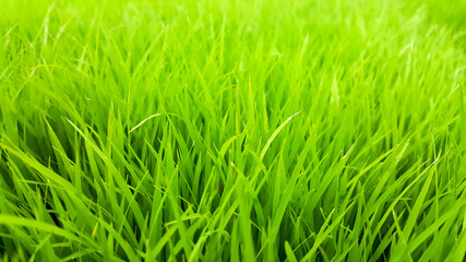 Rice field green grass and dew in the morning time and fresh air background, textures and wallpaper