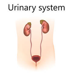 Urinary system. Kidneys, adrenal glands, ureters, bladder. Woman body silhouette. Realistic anatomy vector illustration.
