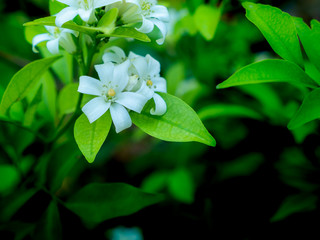 Bouquet of Orange Jessamine Flowers Blooming