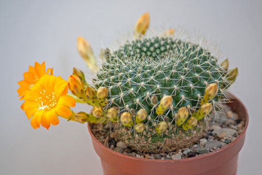 Flowers Rebutia