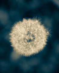 dandelion isolated on dark blue background